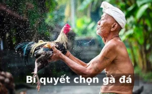 Bí quyết chọn gà đá để thi đấu
